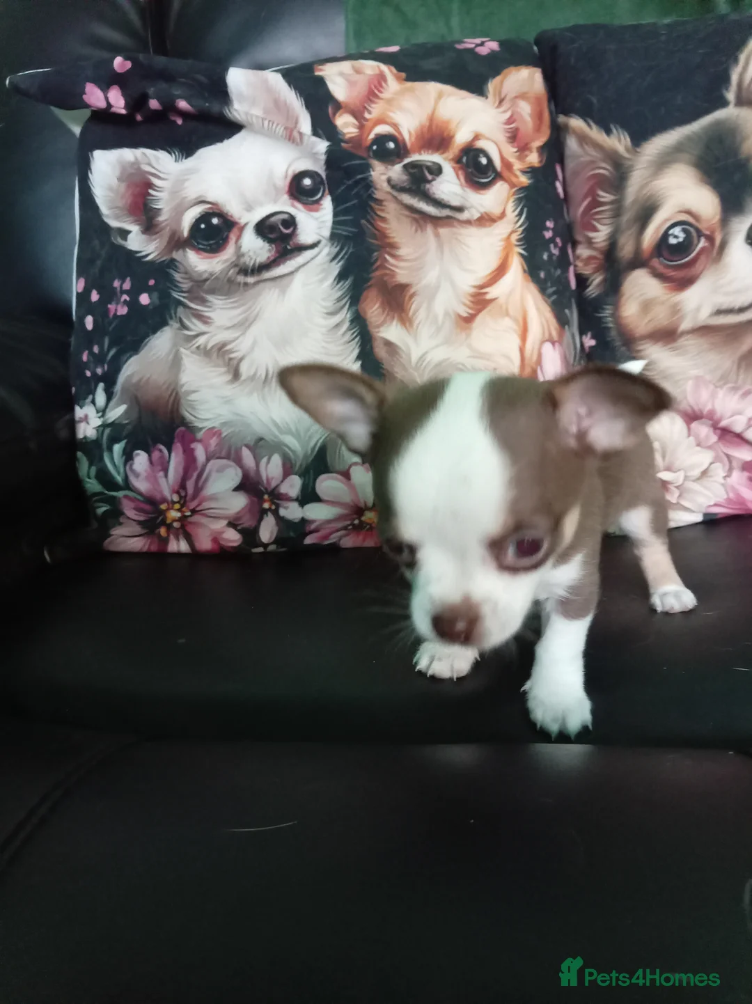 Chihuahua dogs for sale: Chihuahua puppies both reserved now - Advert 3