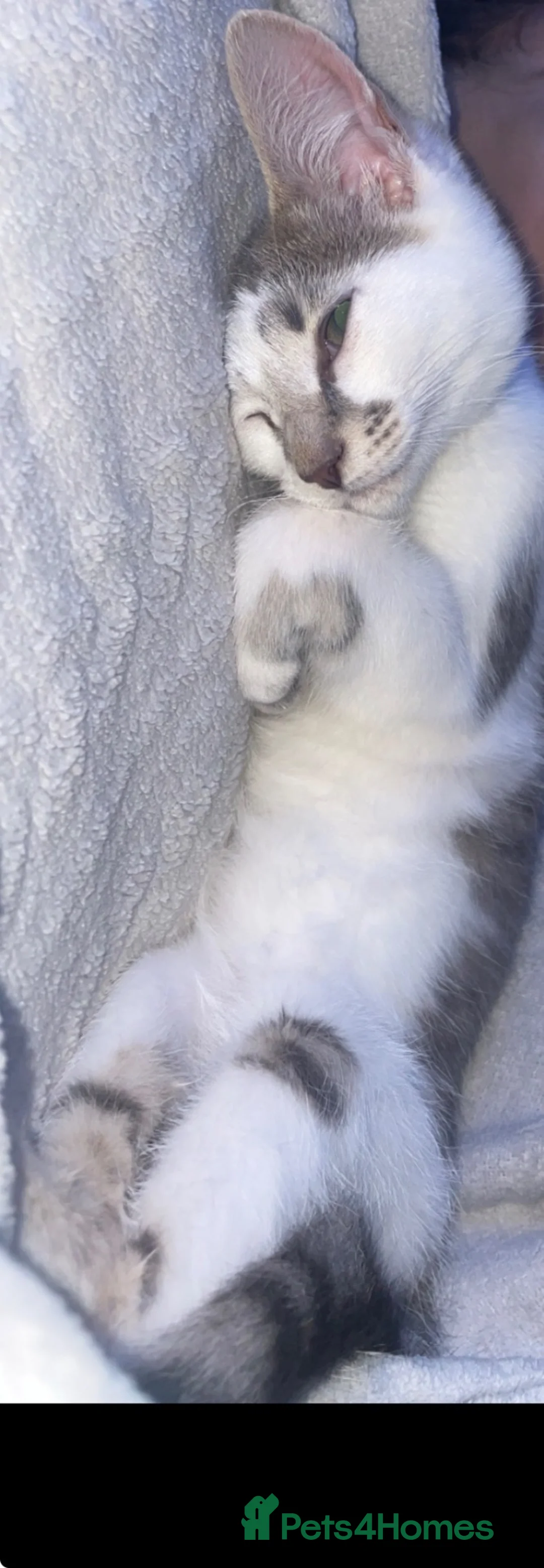 Mixed Breed cats for sale: FEMALE MIXED BREED  in Stoke-on-Trent - Advert 2