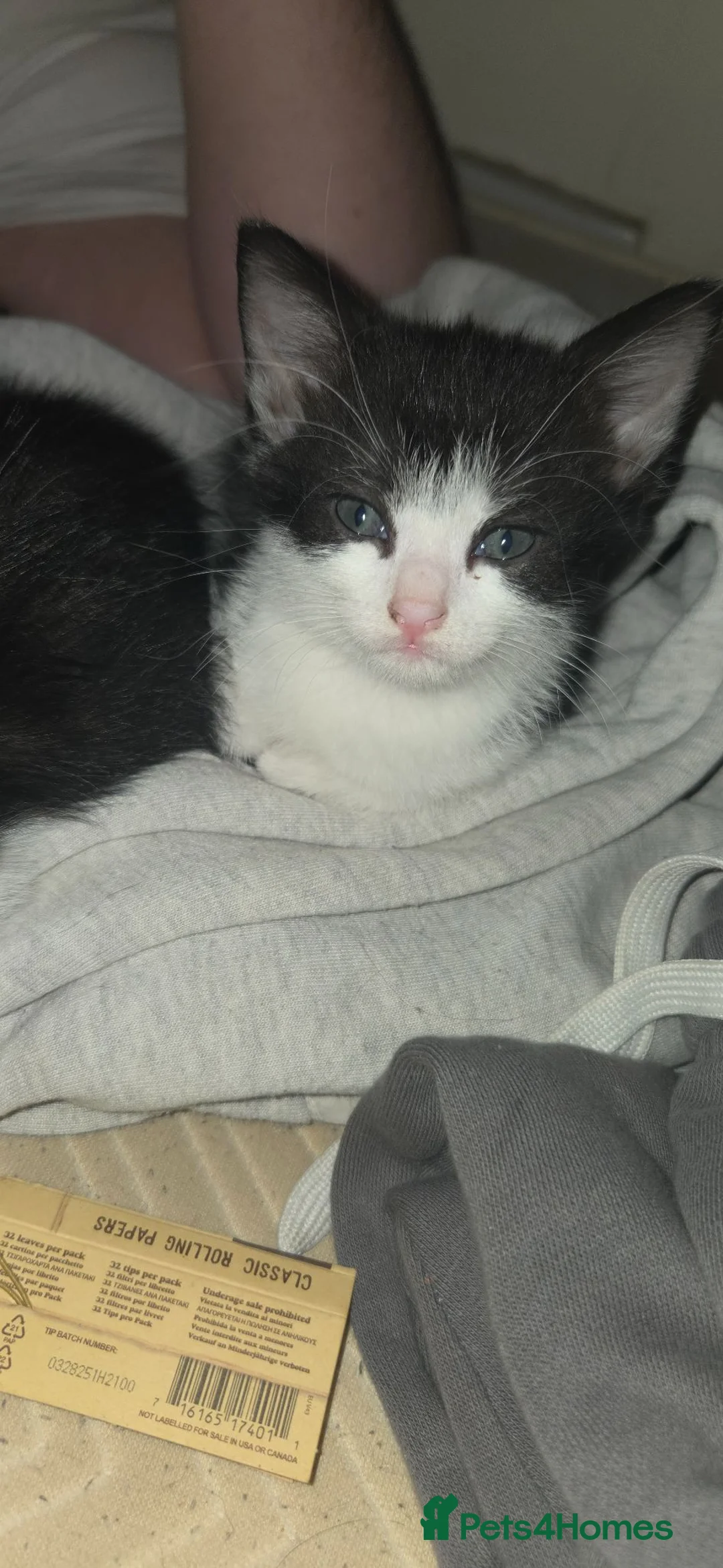 Norwegian Forest Cat cats for sale: 5 beautiful norwegian forest kittens  - Advert 8