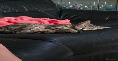Mixed Breed cats - Advert 2