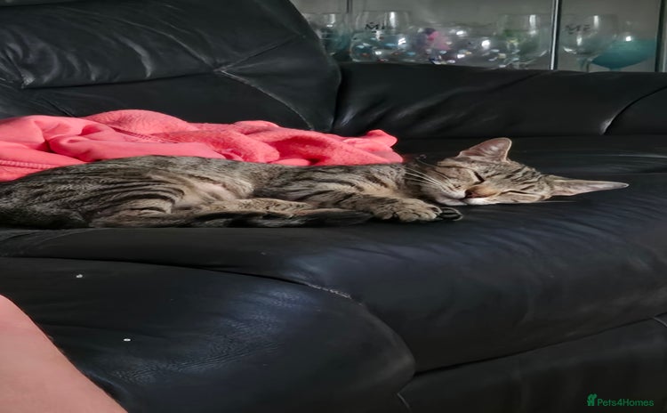 Mixed Breed cats - Advert 1
