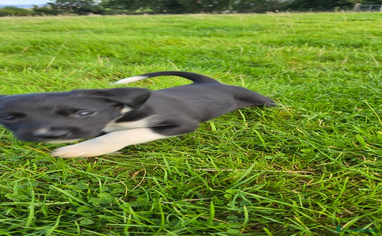 Sprollie dogs - Advert 1