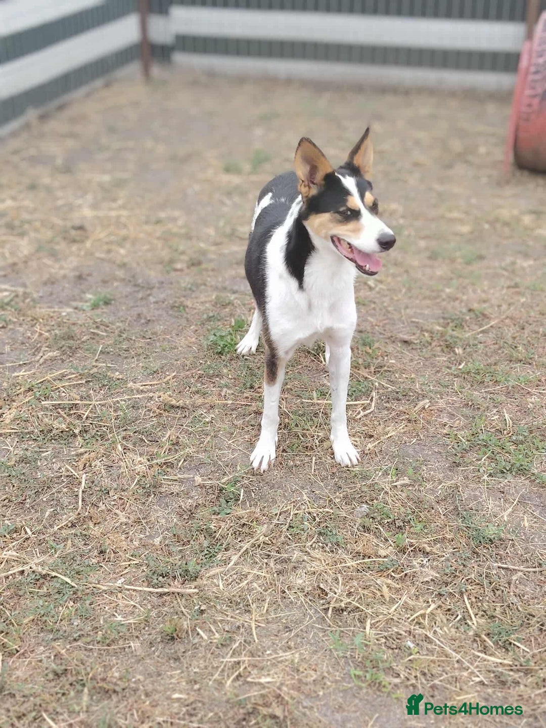 Mixed Breed dogs for adoption: Connie is looking for a home of her own! - Advert 5