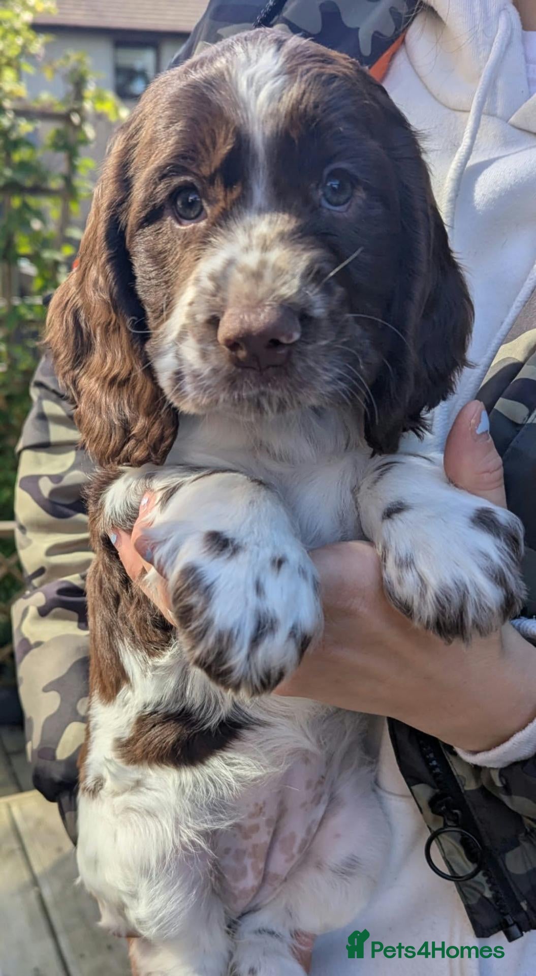 Cocker Spaniel dogs Cocker Spaniel Worker PUPPY ❤️ LAST GIRL♥️ - Advert 4