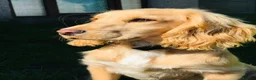 Cocker Spaniel dogs for sale: 8/9 month old male cocker spaniel puppy (Buddy) - Advert 7