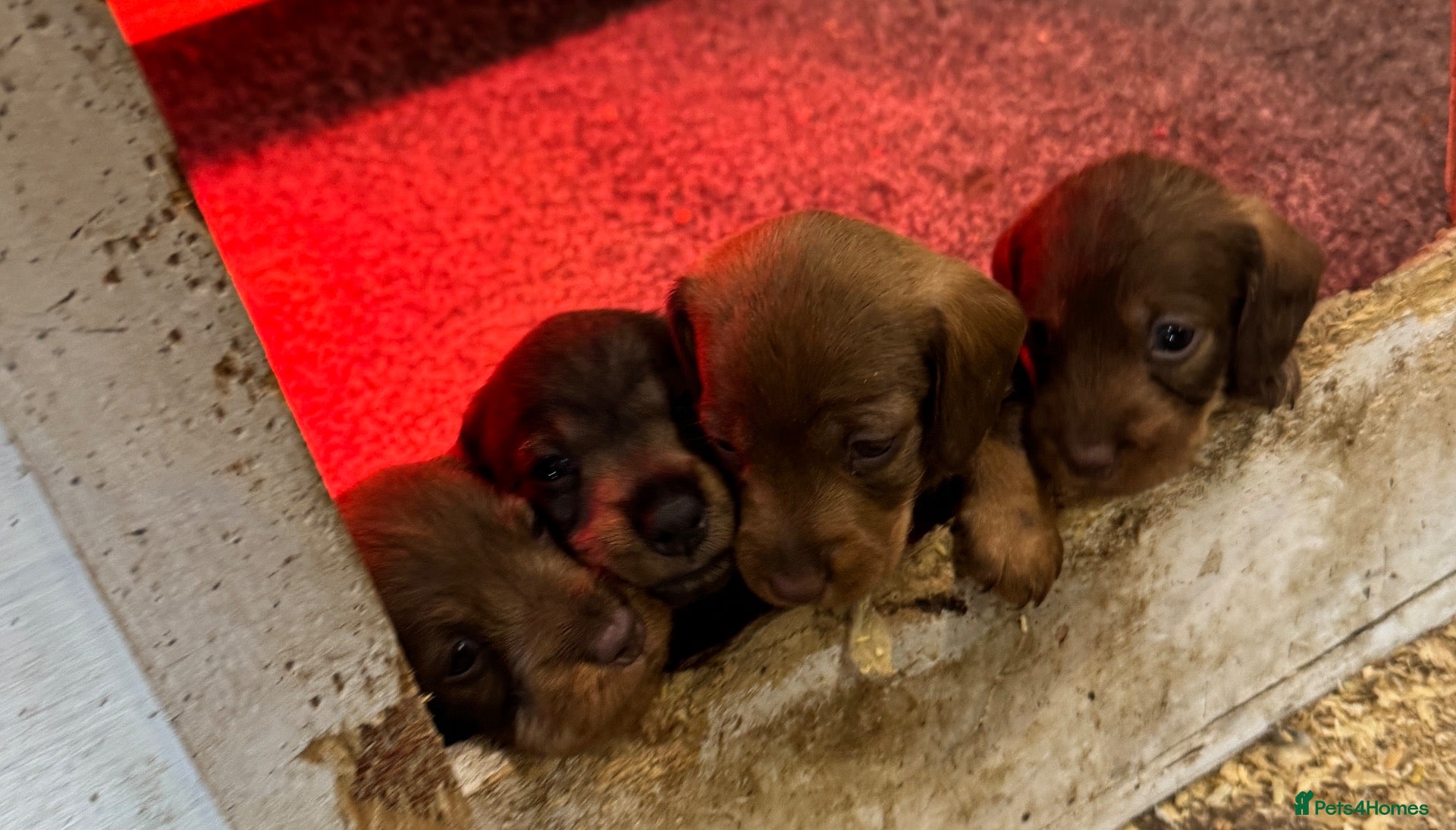 Miniature Dachshund dogs dachshund miniture wirehared  - Advert 1