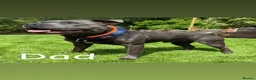 Staffordshire Bull Terrier dogs for sale: 3 beautiful Staffordshire bull terrier puppies - Advert 5