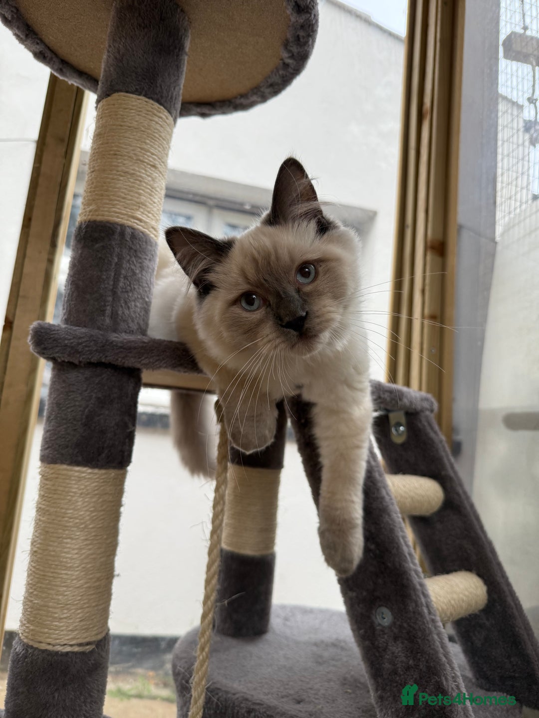 Ragdoll cats for sale: Beautiful friends ragdoll male and Bengal female  - Image 2