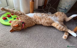 Mixed Breed cats for sale: Ginger & White Young Male Cat looking forever home - Advert 4