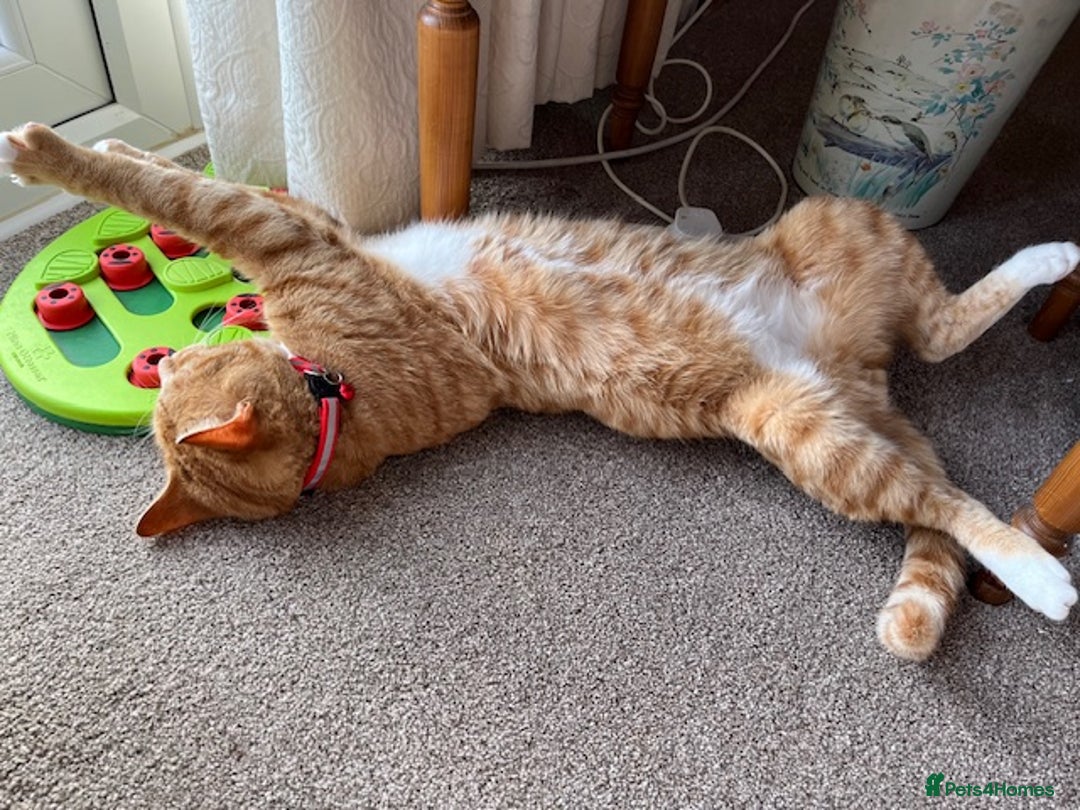 Mixed Breed cats for sale: Ginger & White Young Male Cat looking forever home - Advert 4