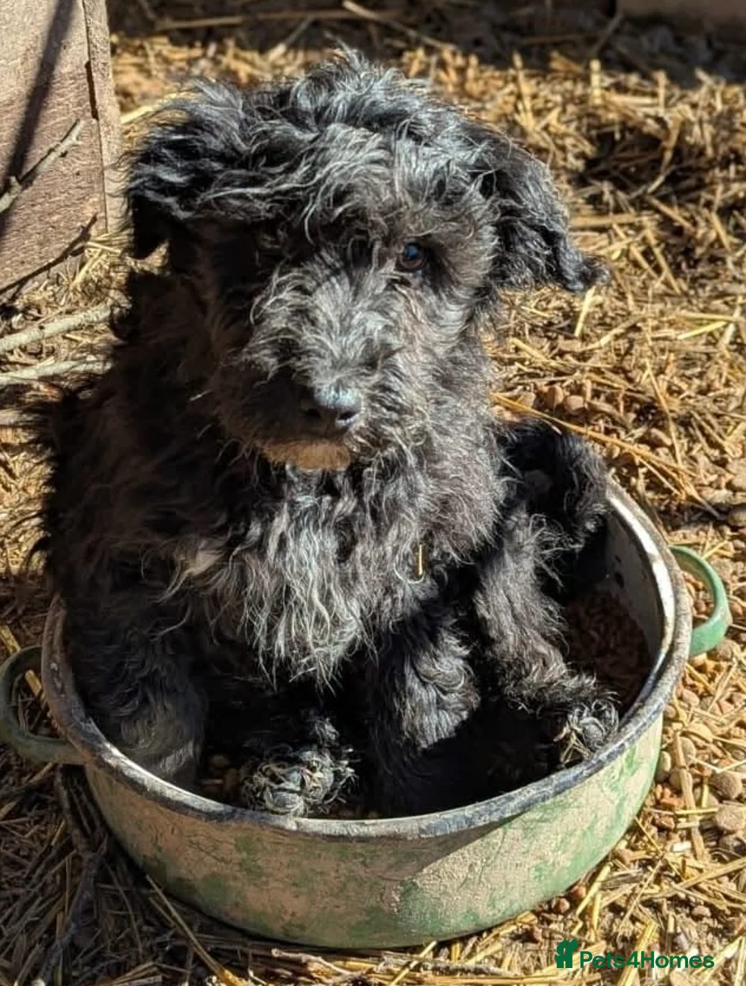 Mixed Breed dogs for adoption: Blizzard  - Advert 1