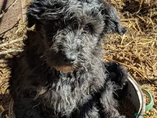 Mixed Breed dogs Blizzard - Advert 1