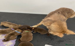 German Shepherd dogs for sale: GORGEAOUS K/C Registered German Shepherd puppies - Image 35