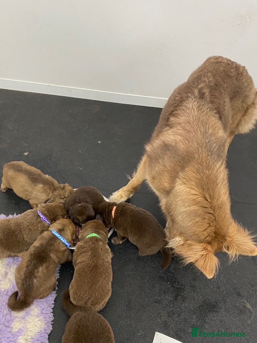 German Shepherd dogs for sale: GORGEAOUS K/C Registered German Shepherd puppies - Image 35