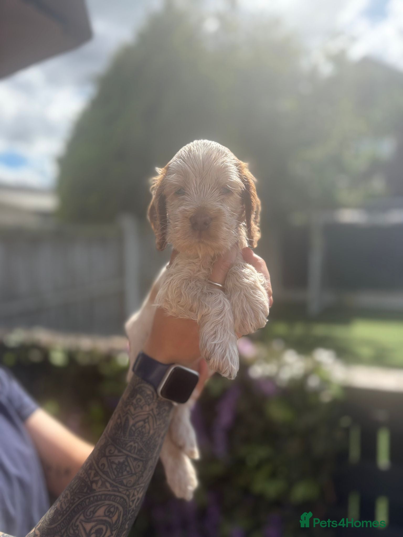 Cocker Spaniel dogs Stunning Show Cocker Spaniel Puppies - Advert 2