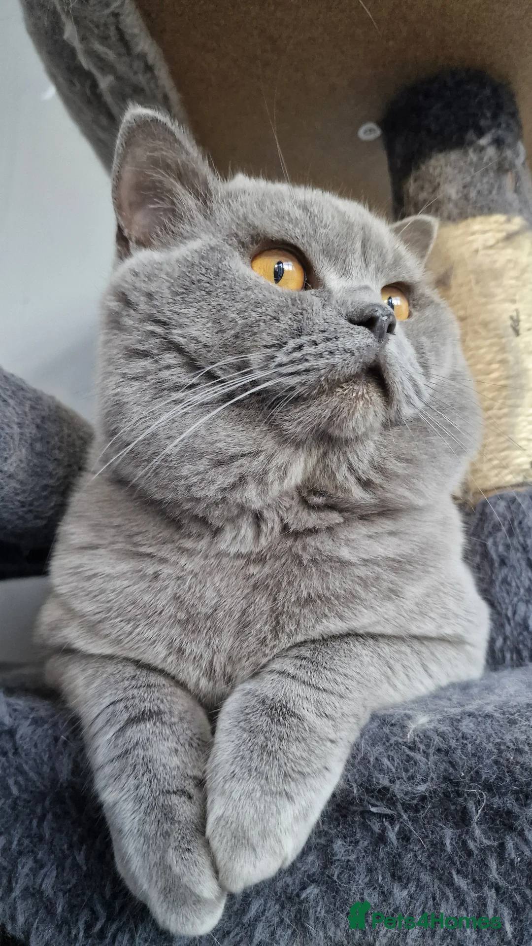 British Shorthair cats for stud: GCCF Active BLUE BOY for stud 💙 in Bexleyheath - Advert 21