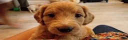 Labradoodle dogs for sale: 2 Girls Remaining! Reduced Miniature Labradoodles - Advert 21