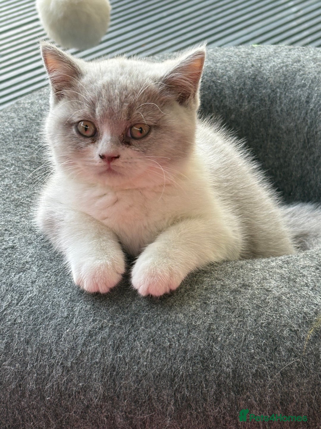 British Shorthair cats for sale: Lilac British shorthair kittens - Image 9