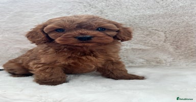 Cavapoo dogs - Advert 3