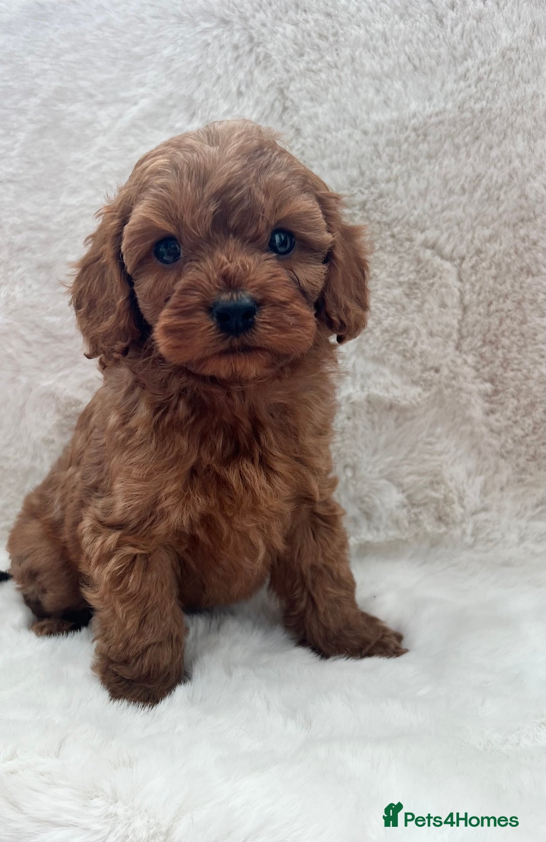 Cavapoo dogs for sale: Cavapoos  - Image 3