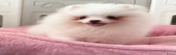 Pomeranian dogs for sale: Tiny White snow Pomeranian Puppies  - Advert 13