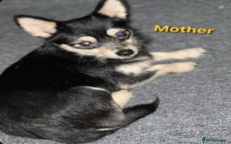 Mixed Breed dogs for sale: Puppy  - Image 7