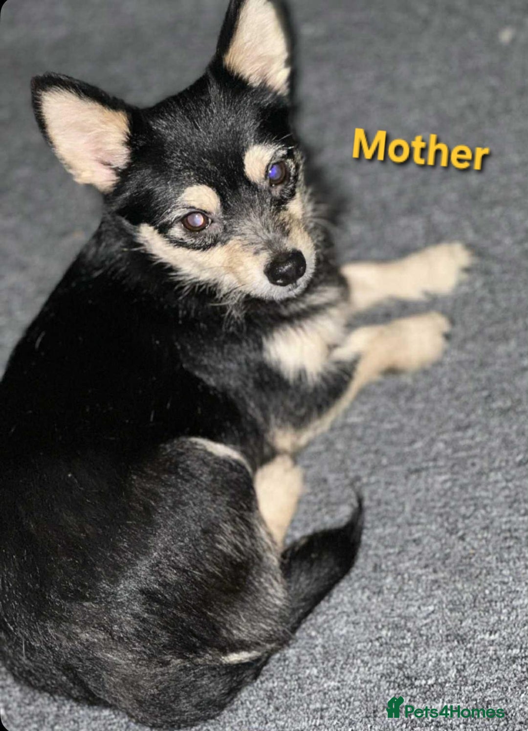 Mixed Breed dogs for sale: Puppy  - Image 7