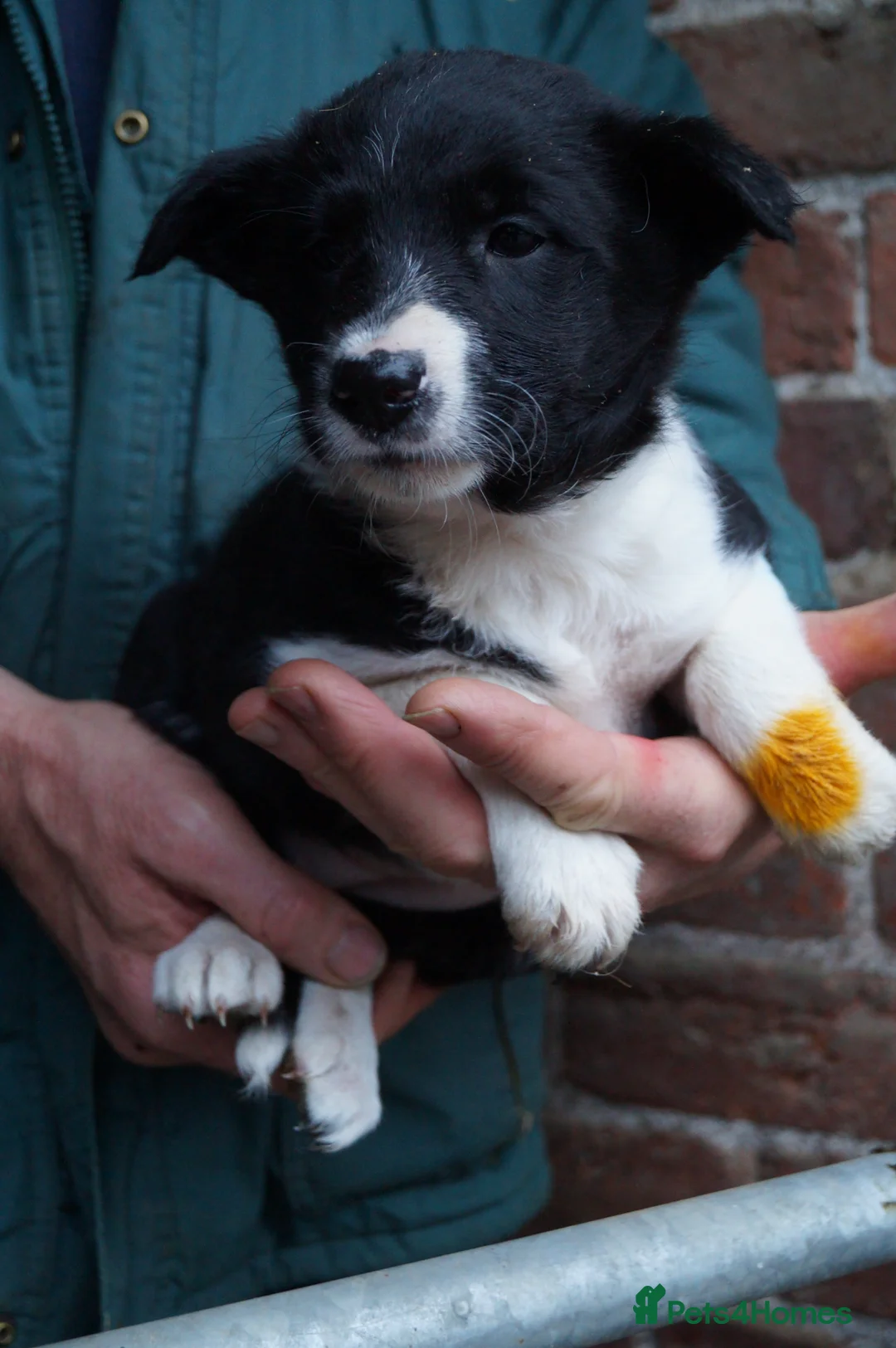 Border Collie dogs for sale: Lovely border collie pup's for sale - Advert 7