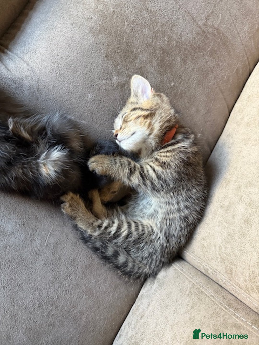 Bengal cats for sale: Gorgeous Bengal / Persian X kittens - Image 23