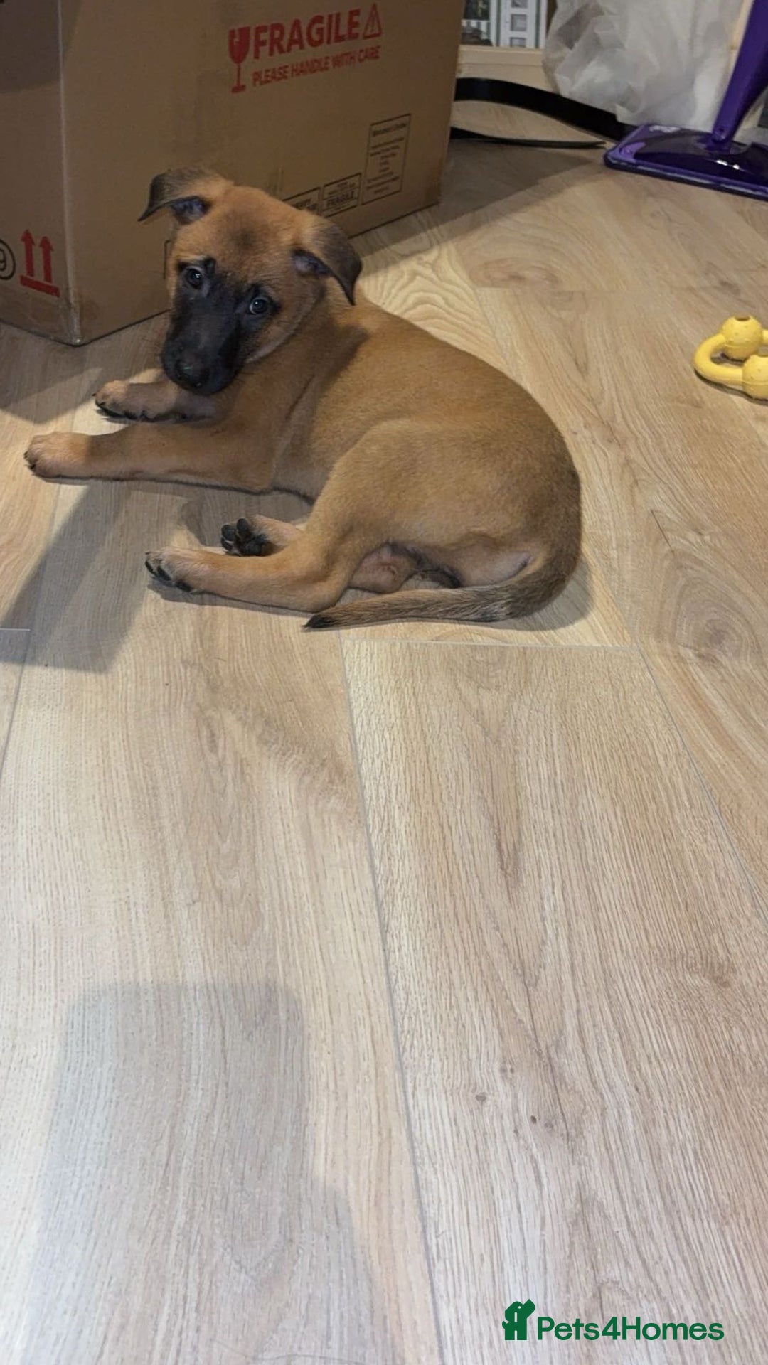 Belgian Shepherd Dog dogs for sale: 8 week old Belgian malinois bitch  - Advert 5