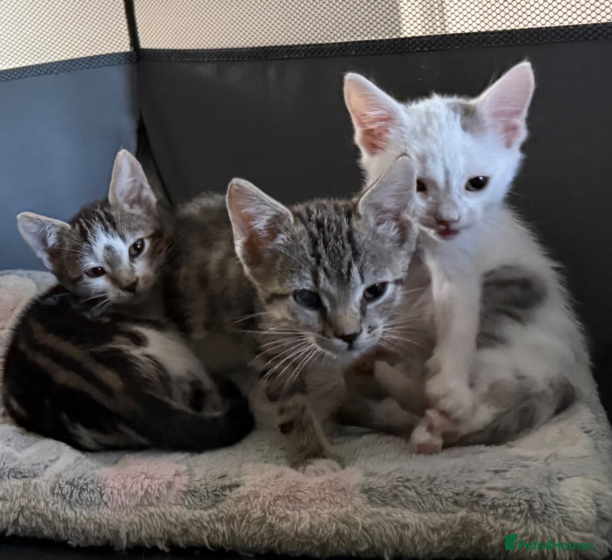 Mixed Breed cats READY NOW 🐈‍⬛ only 3 left - Advert 13