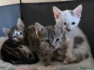 Mixed Breed cats READY NOW 🐈⬛ only 3 left - Advert 13