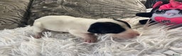 Mixed Breed dogs for sale: Lurcher cross pups  - Advert 12