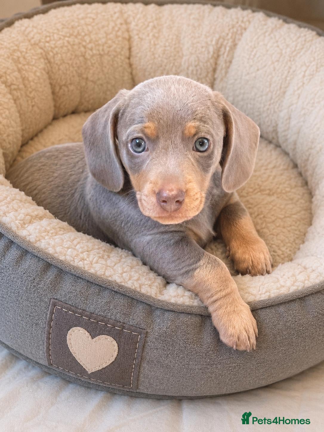 Miniature Dachshund dogs Beautiful Isabella Boy Available  - Advert 1