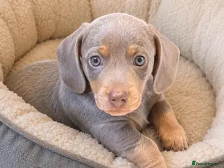Miniature Dachshund dogs for sale: One Beautiful Isabella Boy Available 8 weeks - Advert 1