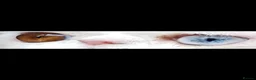 Exotic cats for sale: Superb quality rare exotic kittens. - Advert 16