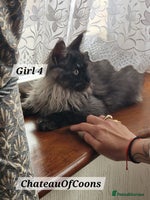 Maine Coon cats Stunning Black Smoke Registred Maine Coon Kittens - Advert 1