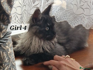 Maine Coon cats Stunning Black Smoke Registred Maine Coon Kittens - Advert 1