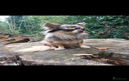Chihuahua dogs for stud: MARLEY has arrived for stud🏆 k.c merle boy - Image 20