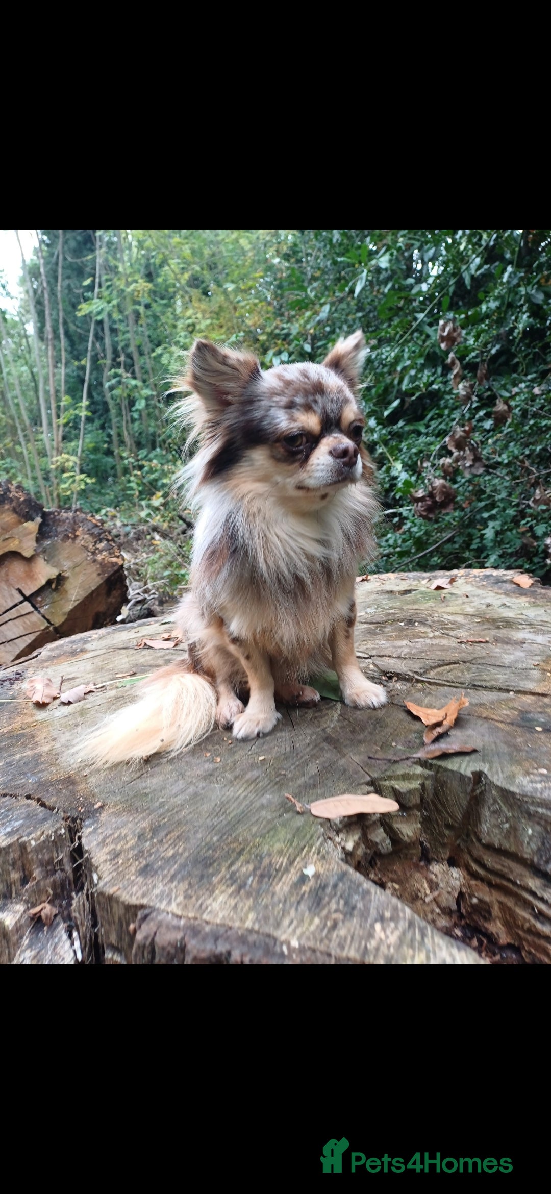 Chihuahua dogs for stud: MARLEY has arrived for stud🏆 k.c merle boy - Image 20