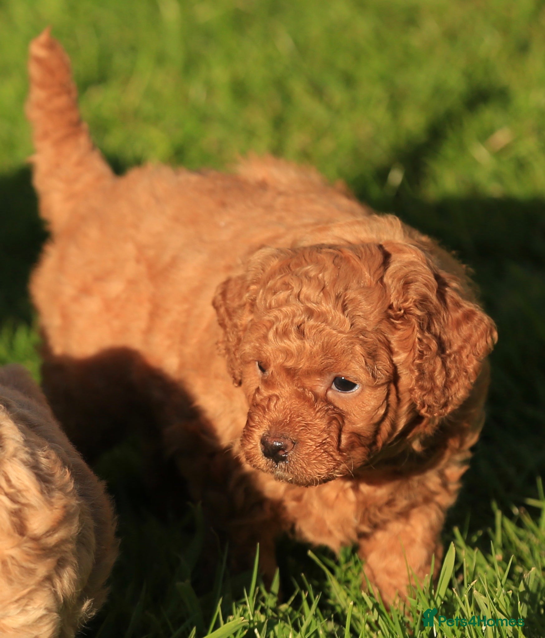 Cavachon dogs 5 ⭐️Gorgeous F1 Fox Red Cavapoochon’s  - Advert 2