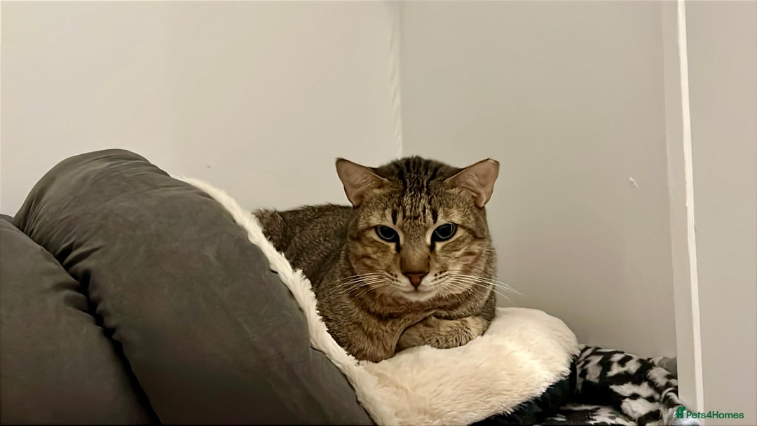 Arabian Mau cats for adoption: Kevin is looking for his human  - Advert 3