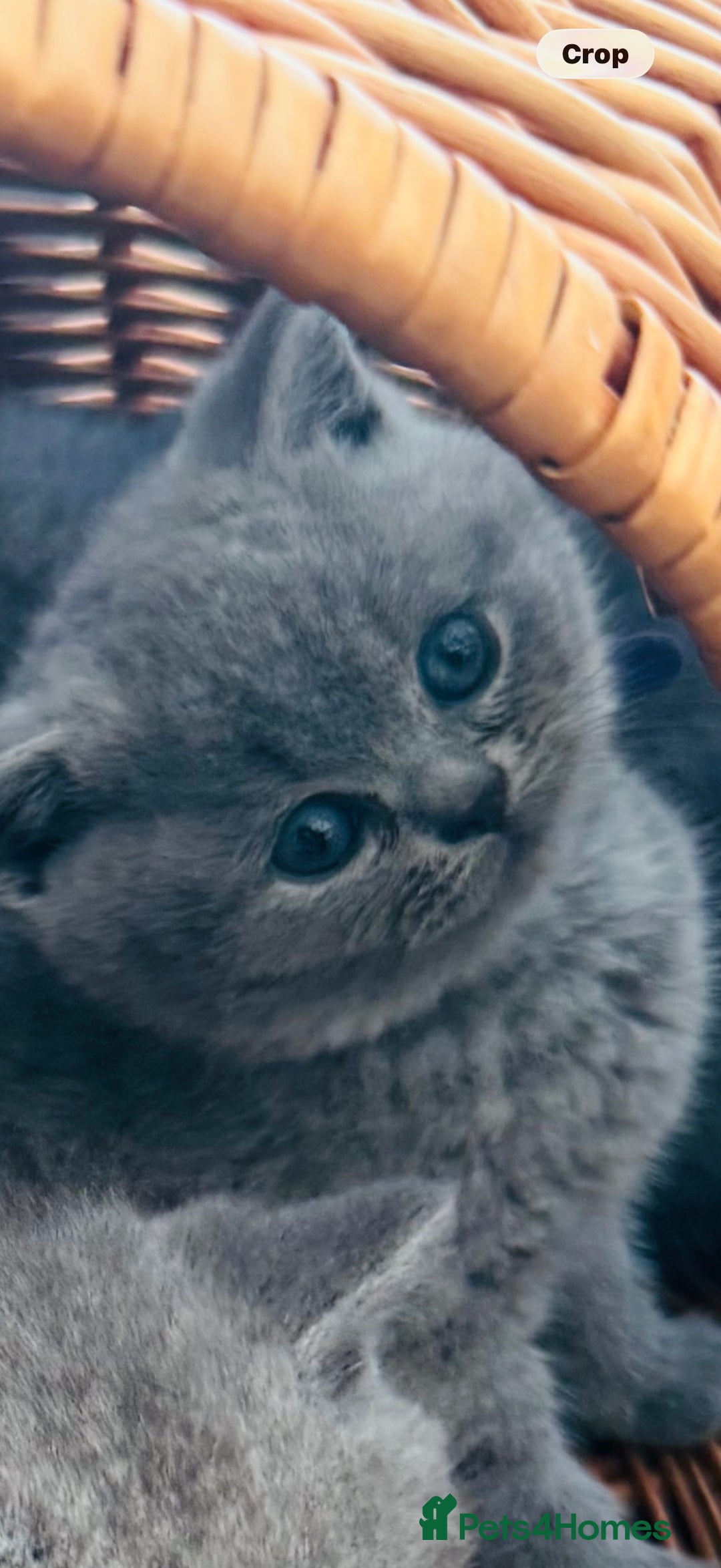 British Shorthair cats for sale: Gorgeous BHS kittens from grand champion gccf stud - Advert 17