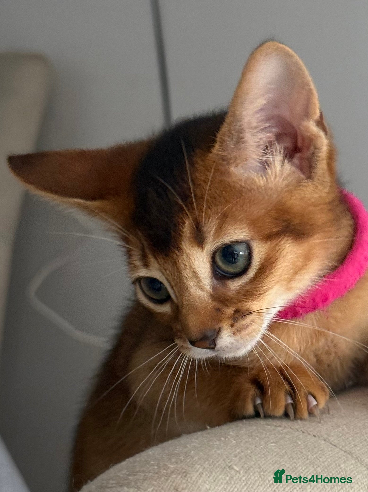 Abyssinian cats Champions parents kittens GCCF registered  - Advert 4