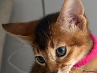 Abyssinian cats Champions parents kittens GCCF registered - Advert 4