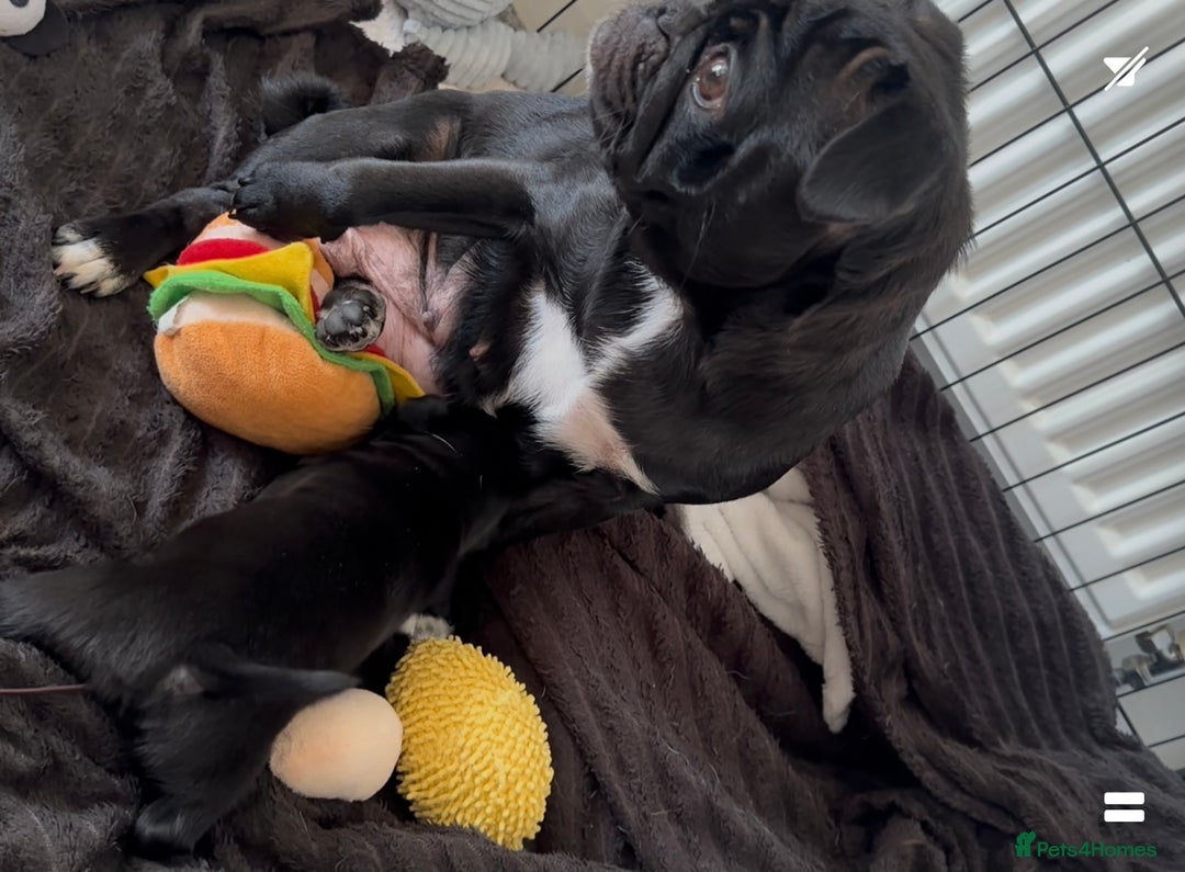 Pug dogs for sale: READY 19/09/25 Boys x2 Pugs - Image 8