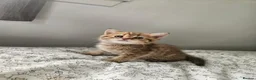 British Shorthair cats for sale: British Shorthair kittens!  - Advert 18