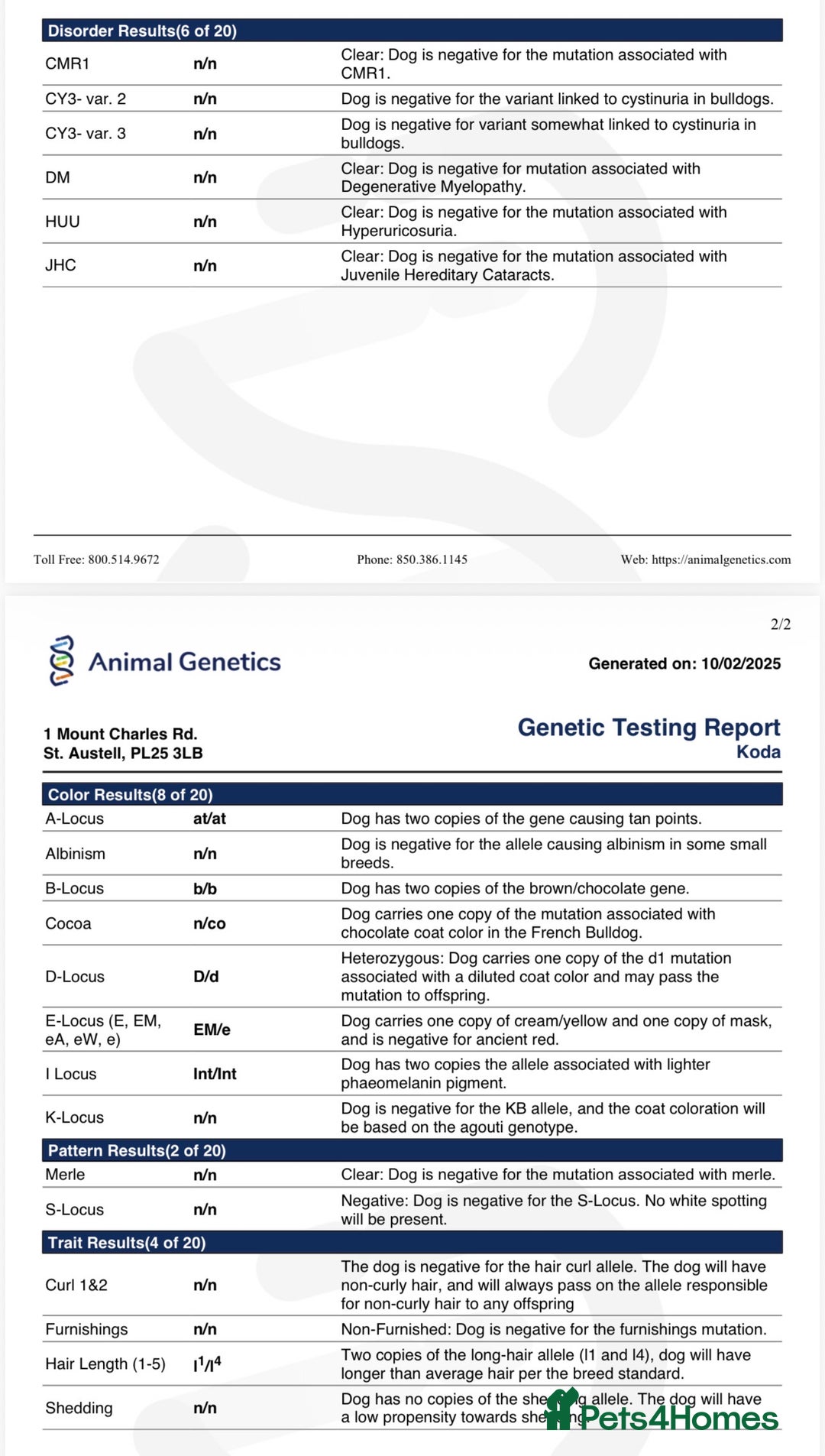 French Bulldog dogs for stud: RFG 0 & FBCE - Koda Bear - Full Fluffy Rojo & Tan - Advert 6
