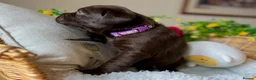 Labrador Retriever dogs for sale: STUNNING Chocolate Labrador Puppies  - Advert 8