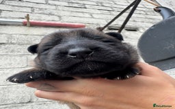 German Shepherd dogs for sale: Working line German shepherd  - Image 5